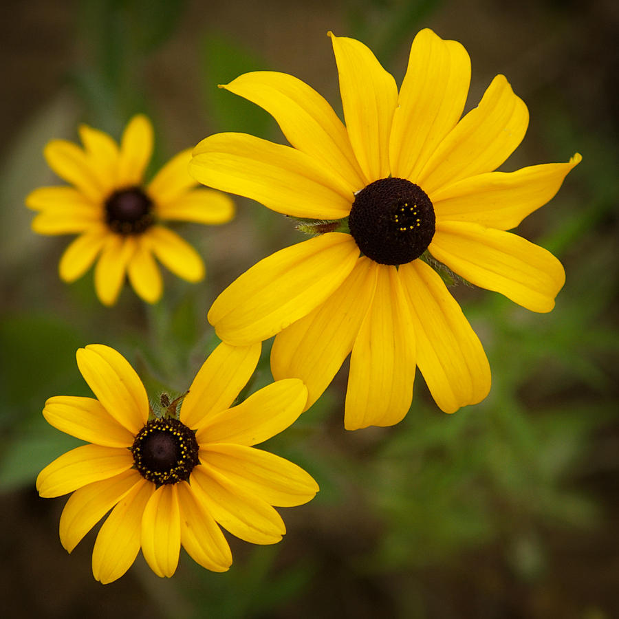 Lovely Black Eyed Susans Photograph by Dorothy Lee