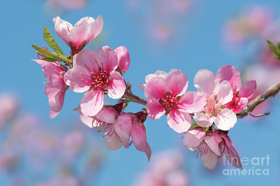Lovely Blossoms Photograph by Mimi Ditchie