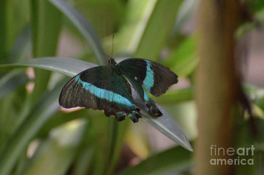 Lovely Blue and Black Emerald Swallowtail Buterfly Photograph by DejaVu Designs