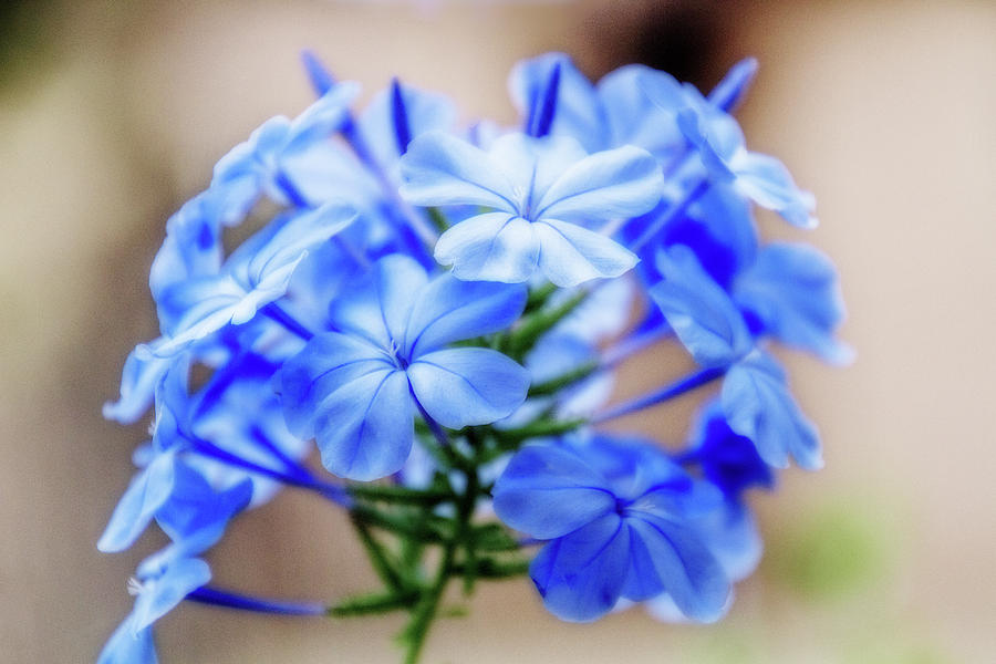 Lovely Blue Blossoms Photograph by Terry Davis