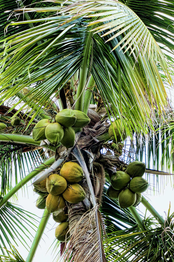 Up Movie Photograph - Lovely Bunch of Coconuts by Phyllis Taylor