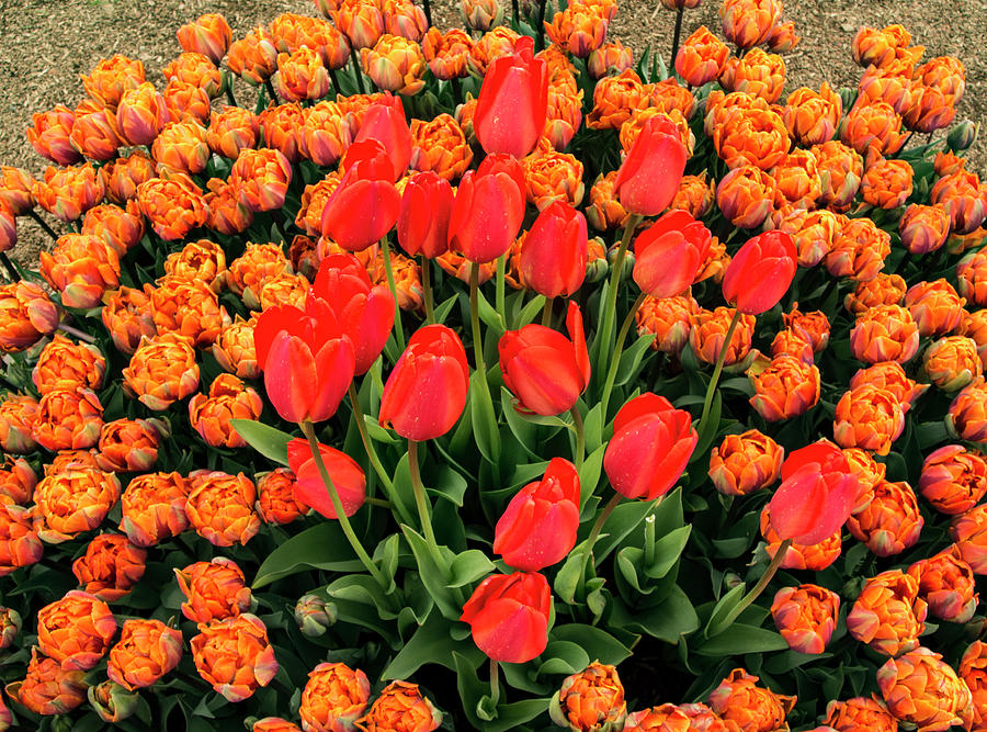 Lovely Bunch of Tulips Photograph by Jean Noren