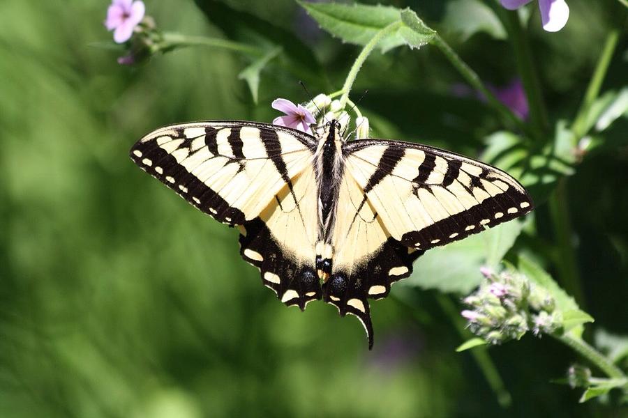 Lovely Butterfly Photograph by Scott Burd - Fine Art America