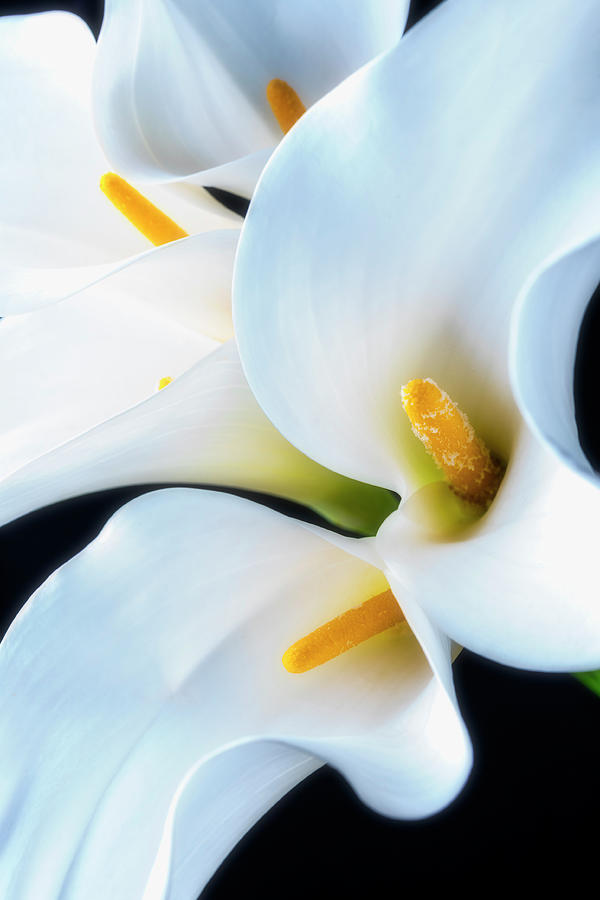 Lovely Calla Bouquet Photograph by Garry Gay