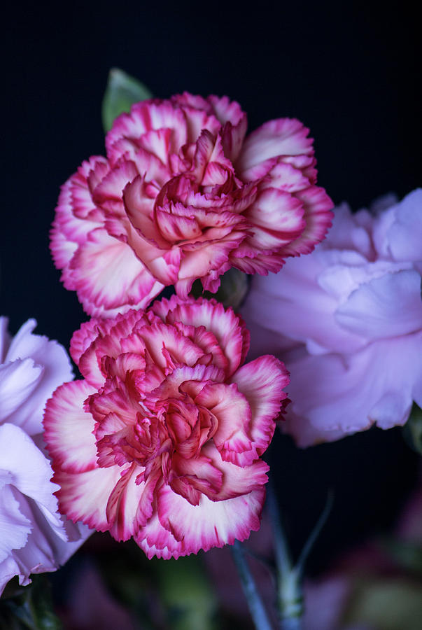 Lovely Carnation Flowers Photograph by Ester McGuire