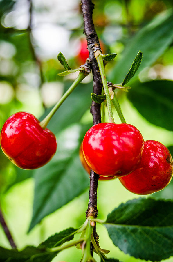 Nature Photograph - Lovely Cherries by Amy Turner