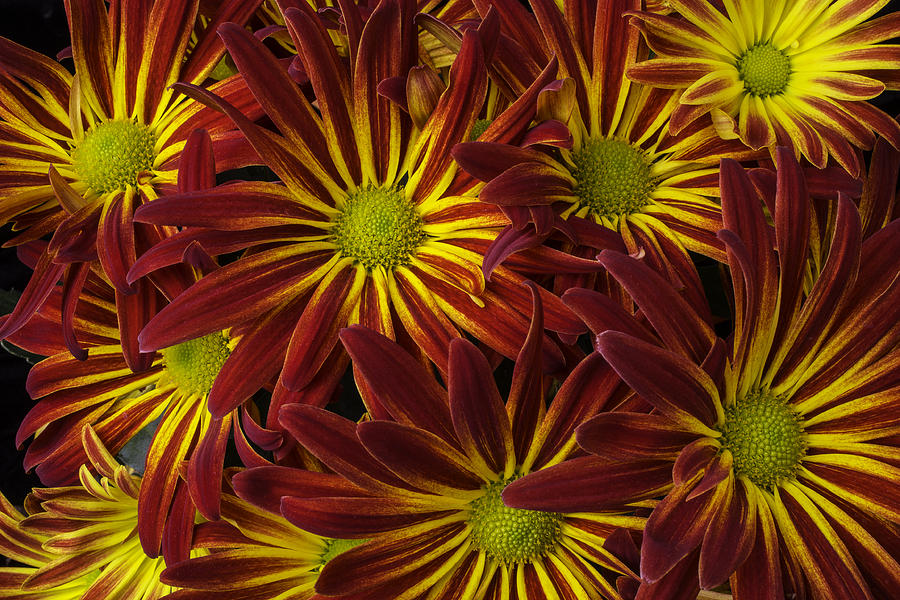 Lovely Chrysanthemums Photograph by Garry Gay