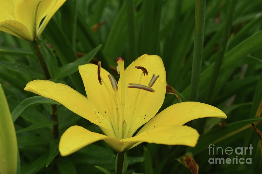 Lovely Close Up of a Yellow Lily in Full Bloom Photograph by DejaVu Designs