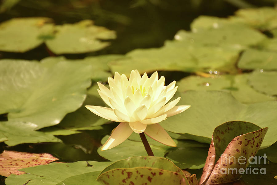 Lovely Close Up of a Yellow Water Lily Photograph by DejaVu Designs