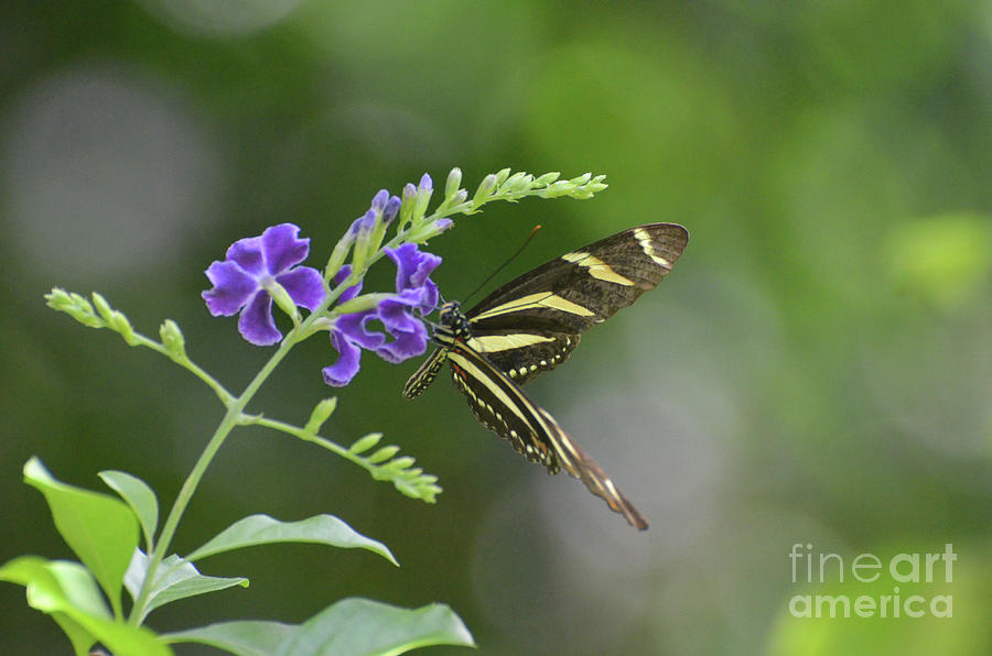 Lovely Close Up of a Zebra Butterfly in the Spring Photograph by DejaVu Designs