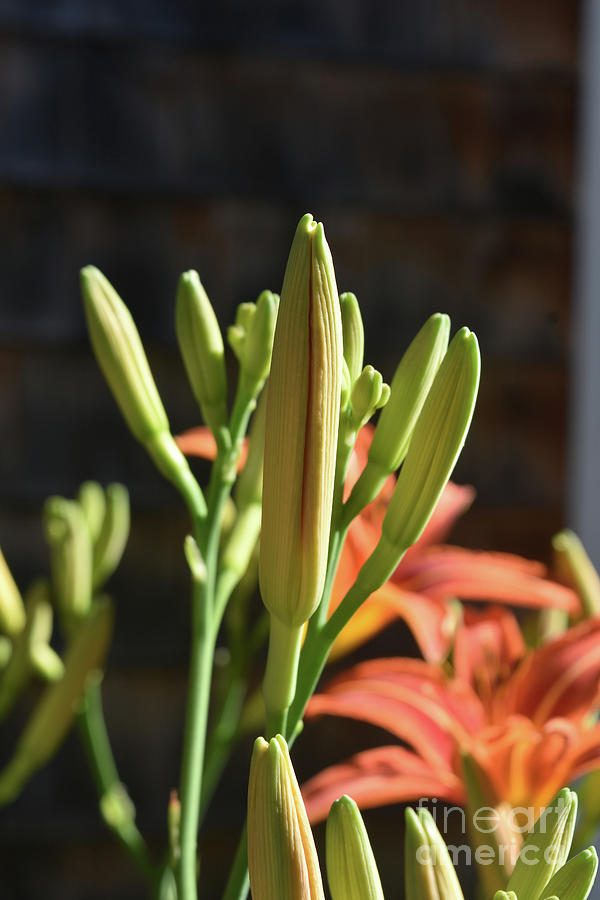 Lovely Close Up of Daylily Buds in a Garden Photograph by DejaVu Designs