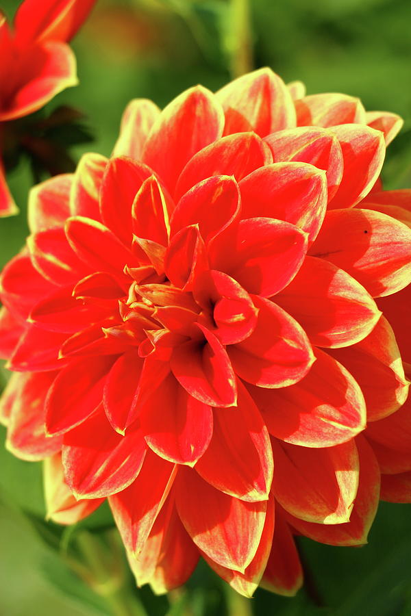 Lovely Dahlia Photograph by Christiane Schulze Art And Photography