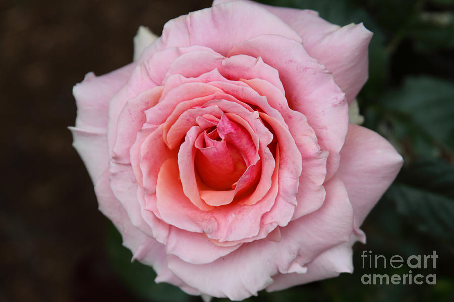 Flower Photograph - Lovely by Dawn Kori Snyder