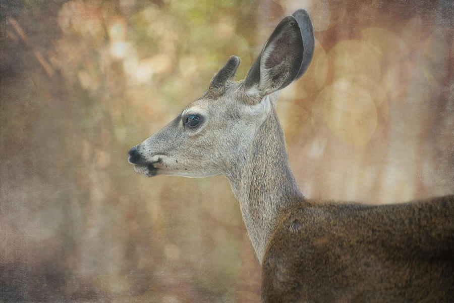 Lovely Deer Digital Art by Terry Davis