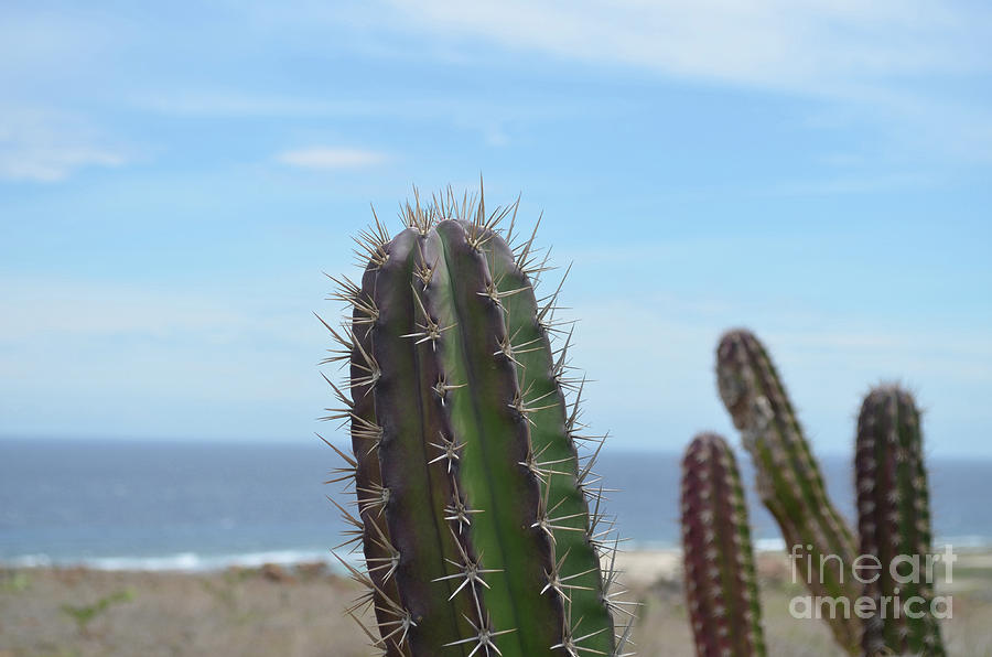 Lovely Desert Cactus in Aruba Beside the Ocean Photograph by DejaVu Designs