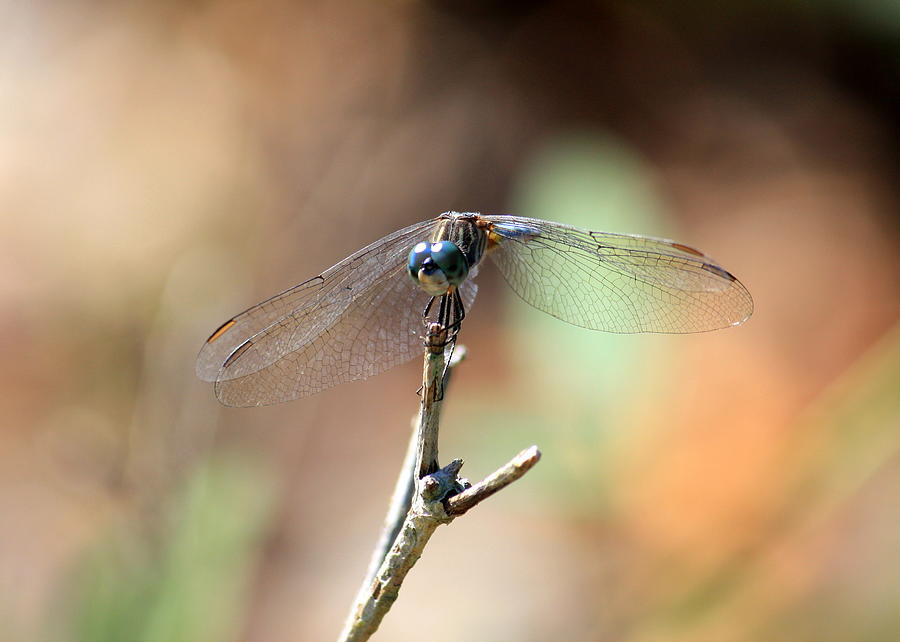 Lovely Dragonfly Photograph by Carol Groenen