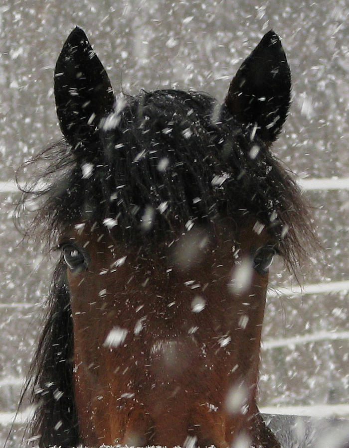 Lovely Flakes on Lucy Photograph by Deborah Johnson