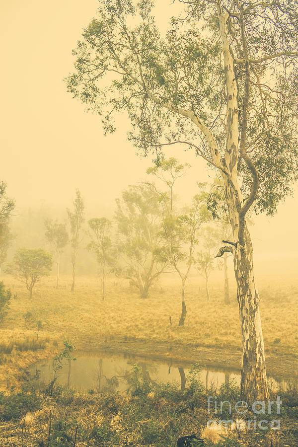 Lovely foggy woodland Photograph by Jorgo Photography