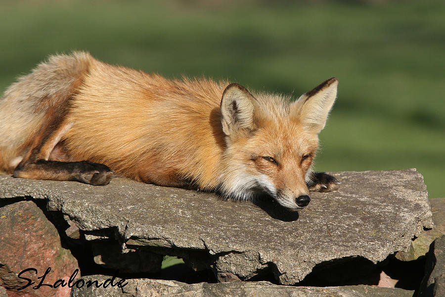 Wildlife Photograph - Lovely Fox by Sarah  Lalonde