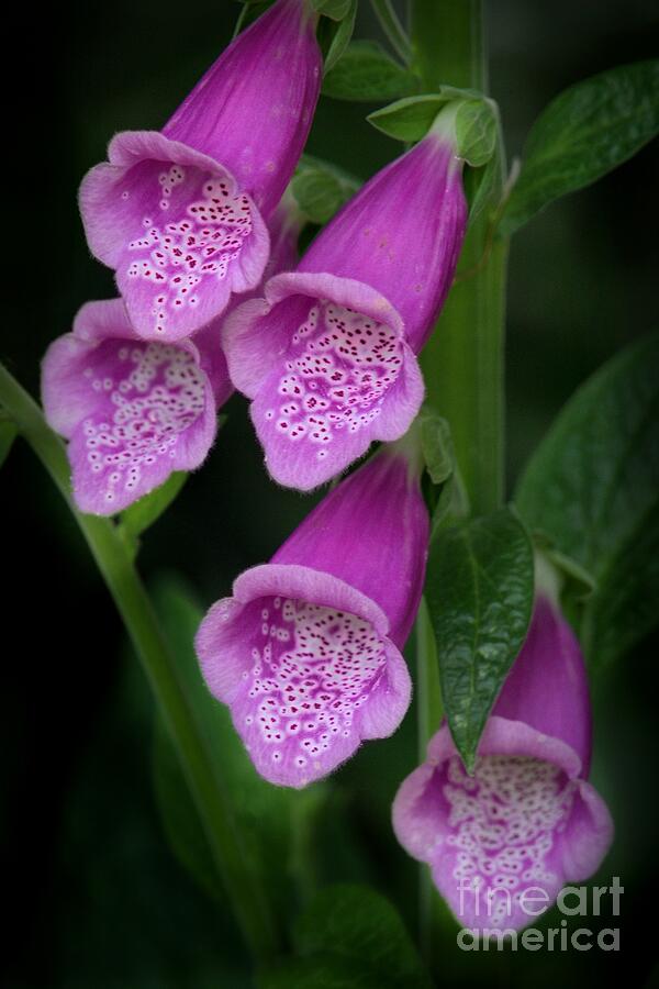 Lovely Foxgloves Photograph by Patricia Strand