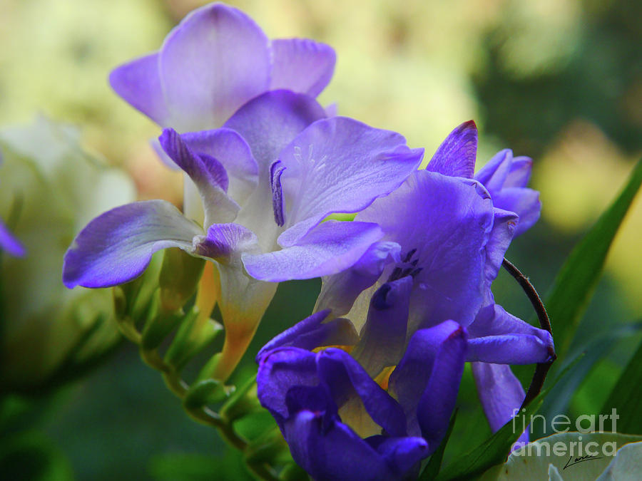 Lovely Freesia's by Lance Sheridan-Peel Lovely Freesia's by Lance Sheridan-Peel