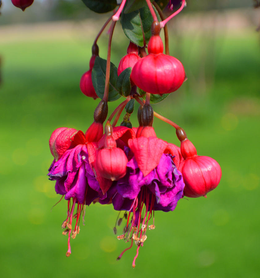 Lovely Fushia Photograph by Tina M Wenger | Fine Art America