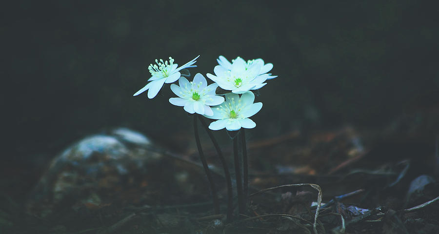 Lovely Hepatica Photograph by Mountain Dreams