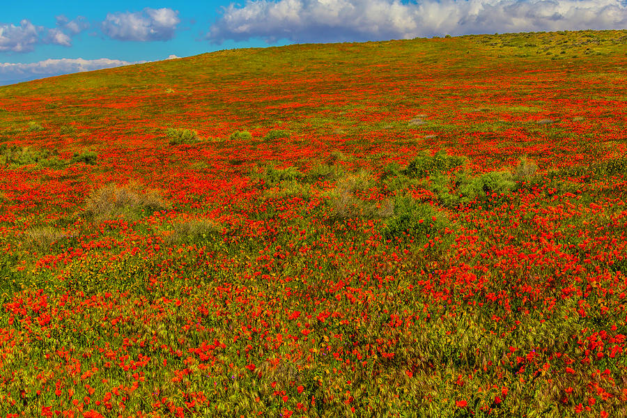 Lovely Hillside Poppies Photograph by Garry Gay
