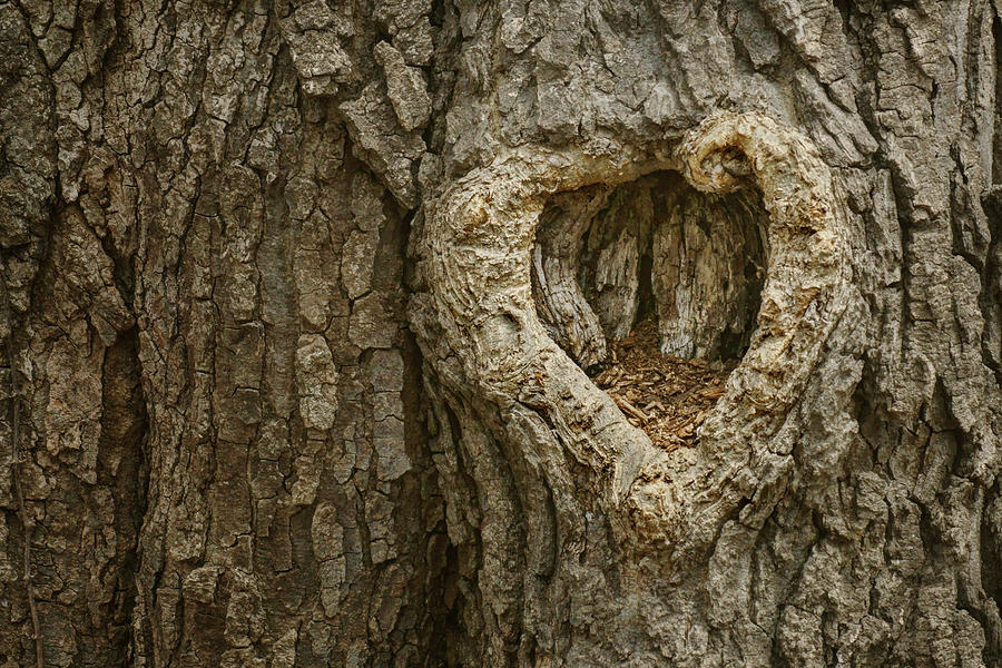 Lovely Home - Heart - Tree Photograph by Nikolyn McDonald