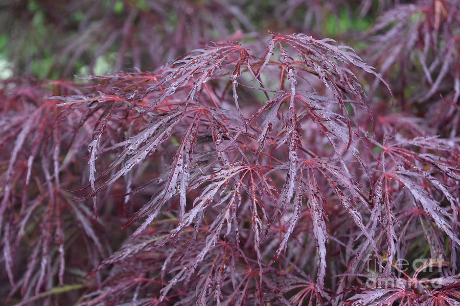 Lovely Image of a Red Japanese Maple Photograph by DejaVu Designs