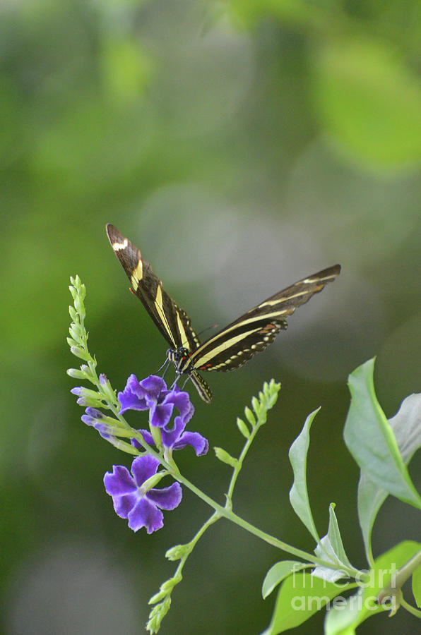 Lovely Image of a Zebra Butterfly on a Flower Photograph by DejaVu Designs