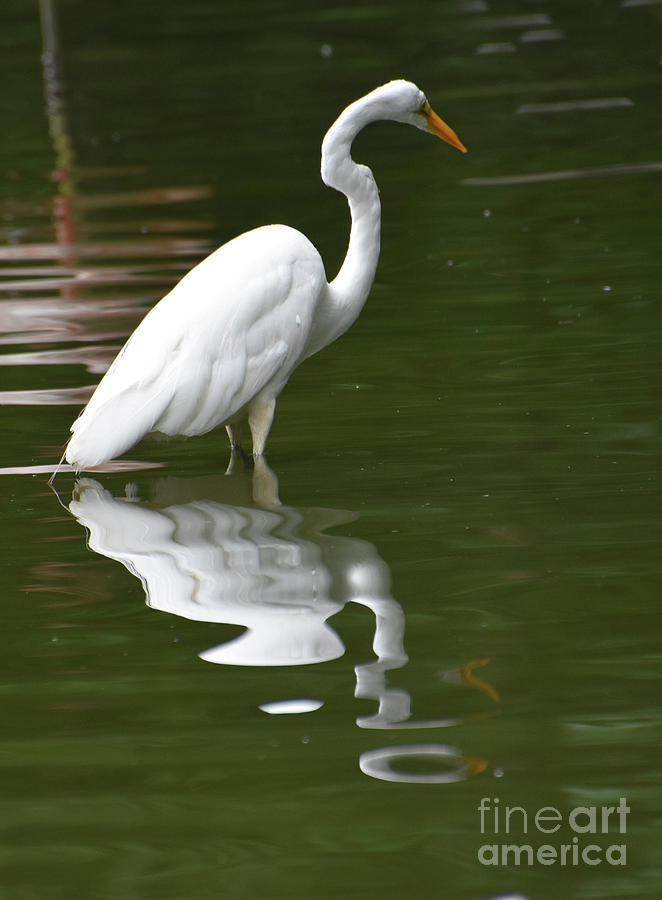 Lovely Image of the Reflection of a Heron Photograph by DejaVu Designs