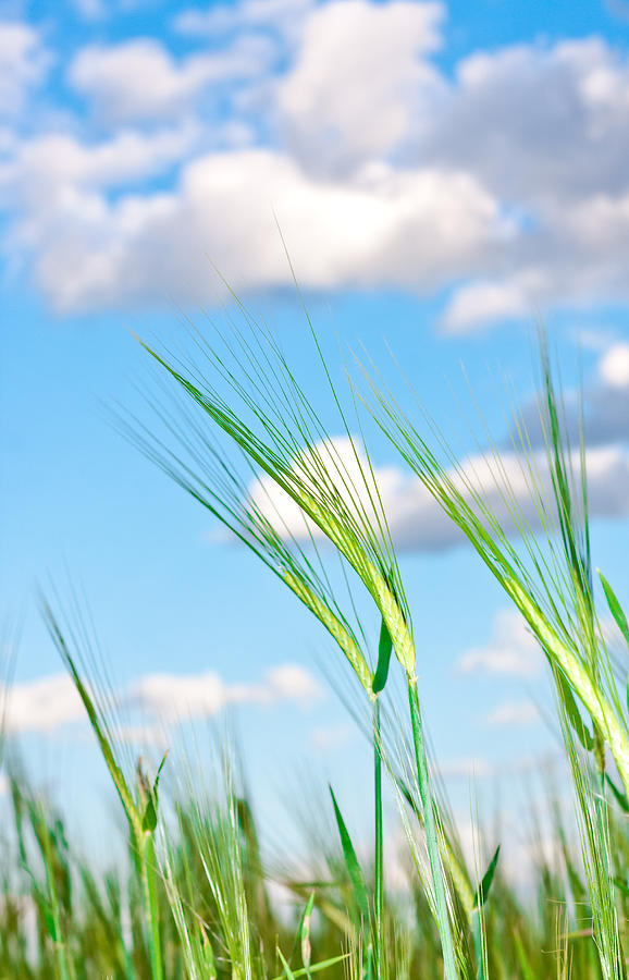 Bread Photograph - Lovely image of young barley against an idyllic blue sky by Tom Gowanlock