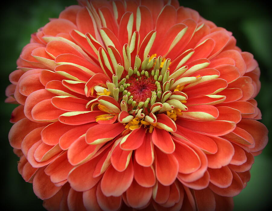 Lovely in Coral - Zinnia Photograph by Dora Sofia Caputo - Pixels