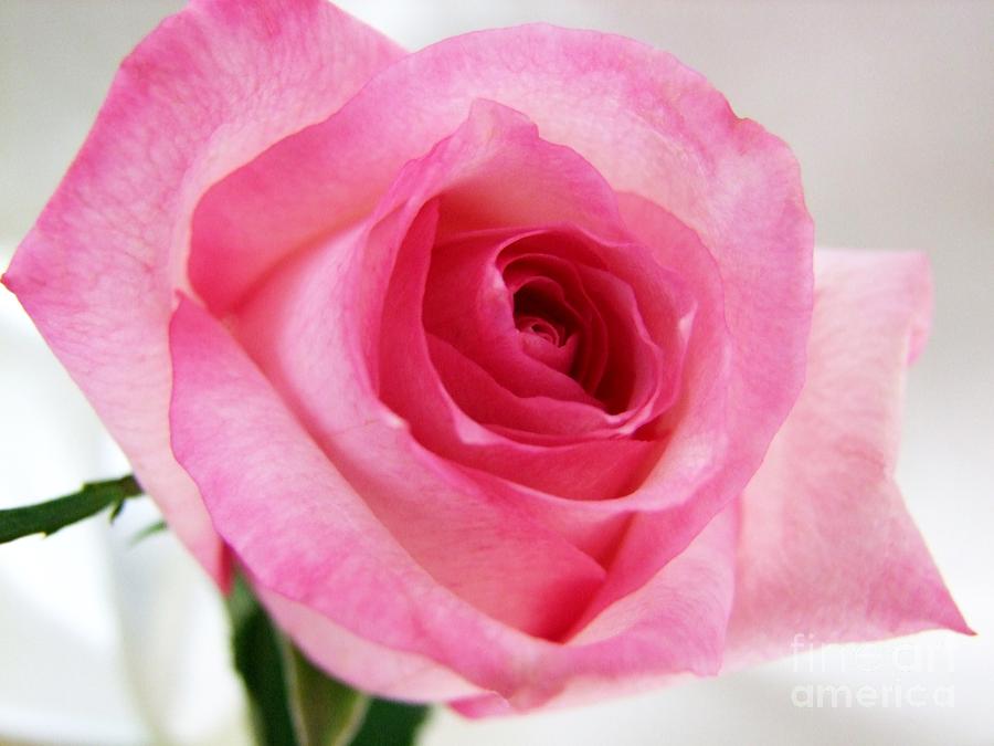 Flower Photograph - Lovely in Pink by Mary Deal