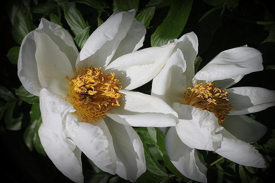 Lovely in White -  Peonies Photograph by Dora Sofia Caputo