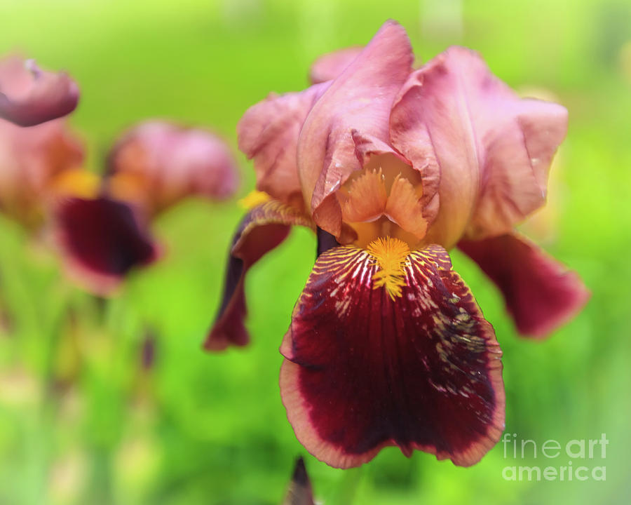 Abstract Photograph - Lovely Iris Flower by Anna Matveeva