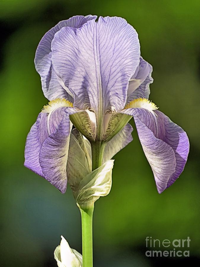 Lovely Iris Photograph by Janice Drew