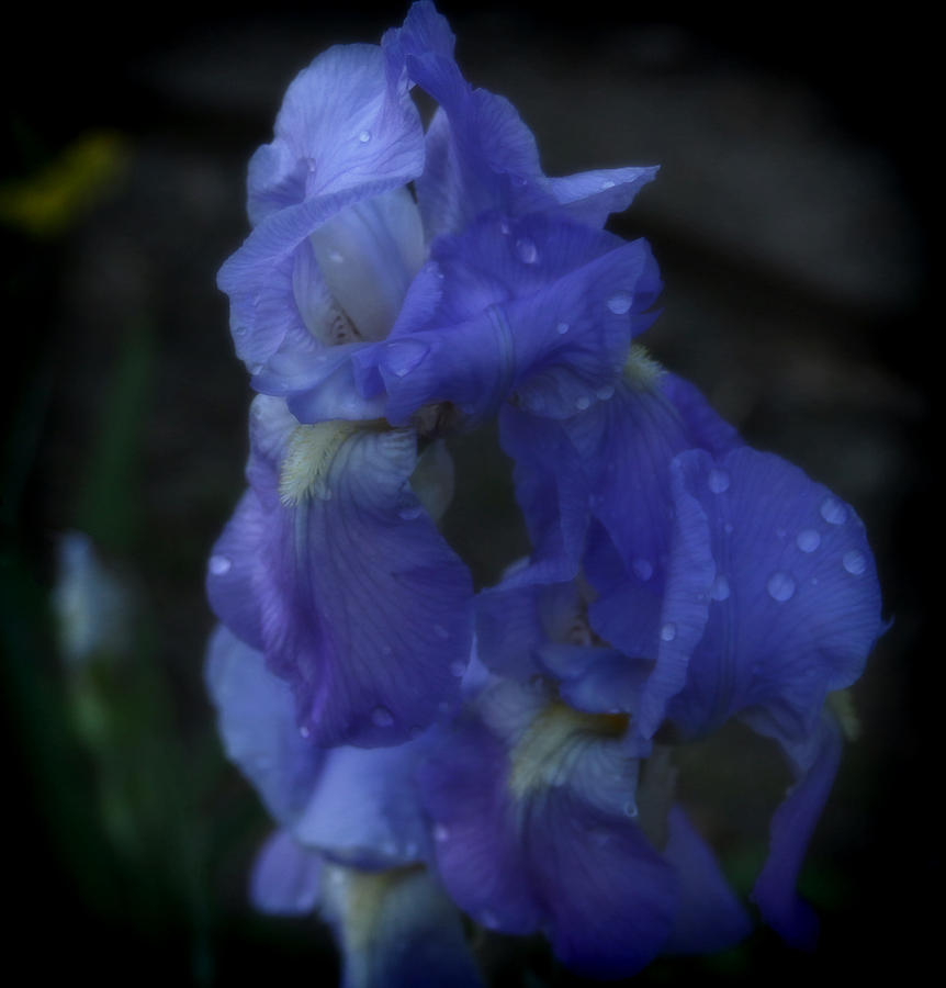 Lovely Iris Photograph by Ola Allen