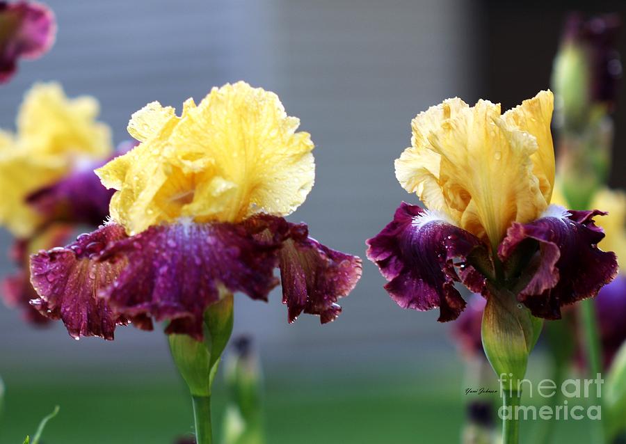 Lovely Irises  Photograph by Yumi Johnson