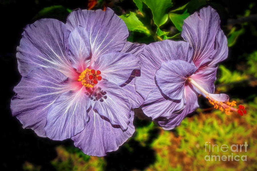 Lovely Lavender Hibiscus Photograph by Sue Melvin