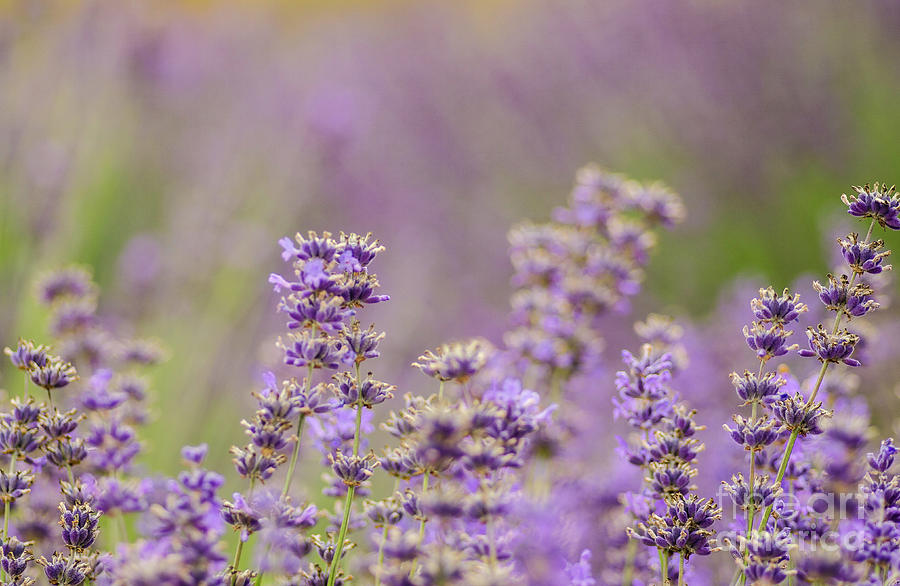 Lovely Lavender  Photograph by Nick Boren