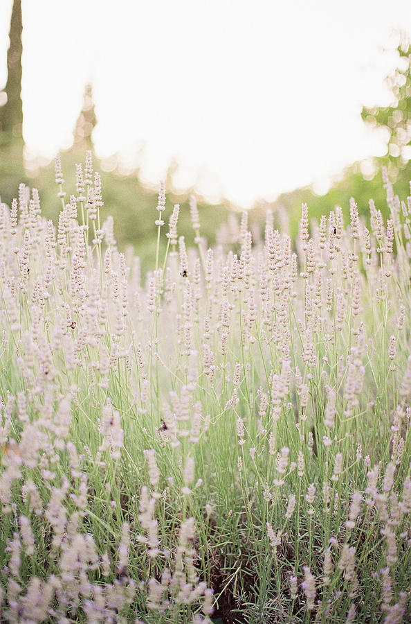 Flower Photograph - Lovely lavender by Seth Mourra