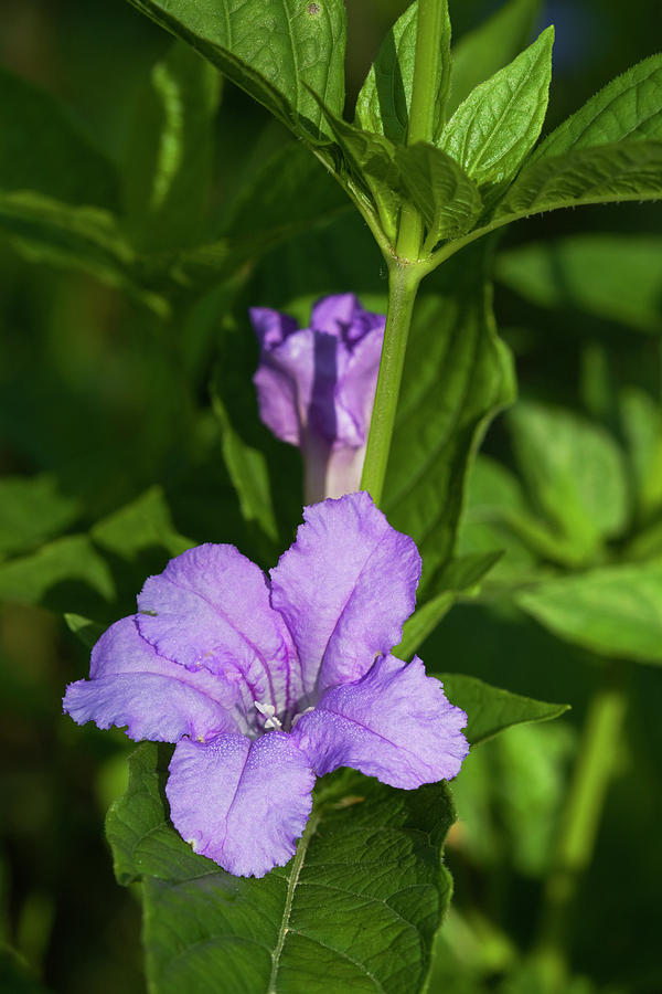 Lovely Lavender Wild Petunia Photograph by Kathy Clark
