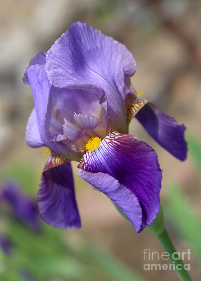 Lovely Leaning Iris Photograph by Carol Groenen