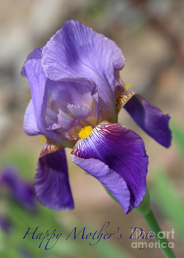 Lovely Leaning Iris Mothers Day Card Photograph by Carol Groenen