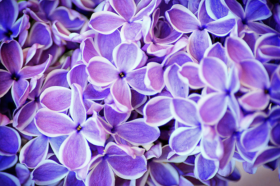 Lovely Lilac Photograph by Camille Lopez