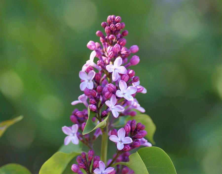 Lovely Lilac Photograph by Steve Vannest