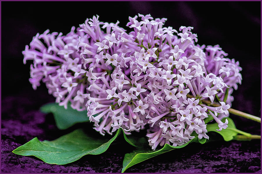 Lovely Lilacs Photograph by Cathy Kovarik