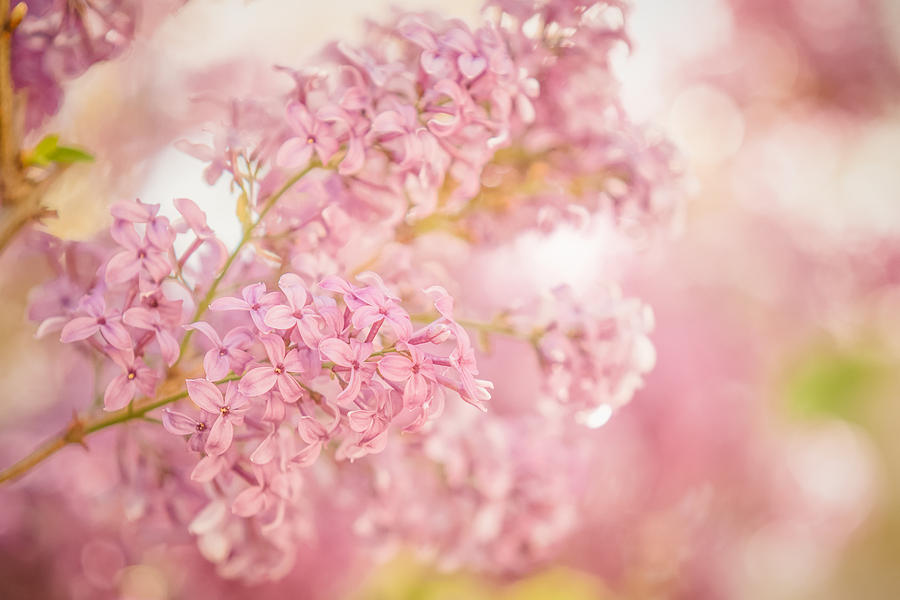 Lovely Lilacs Photograph